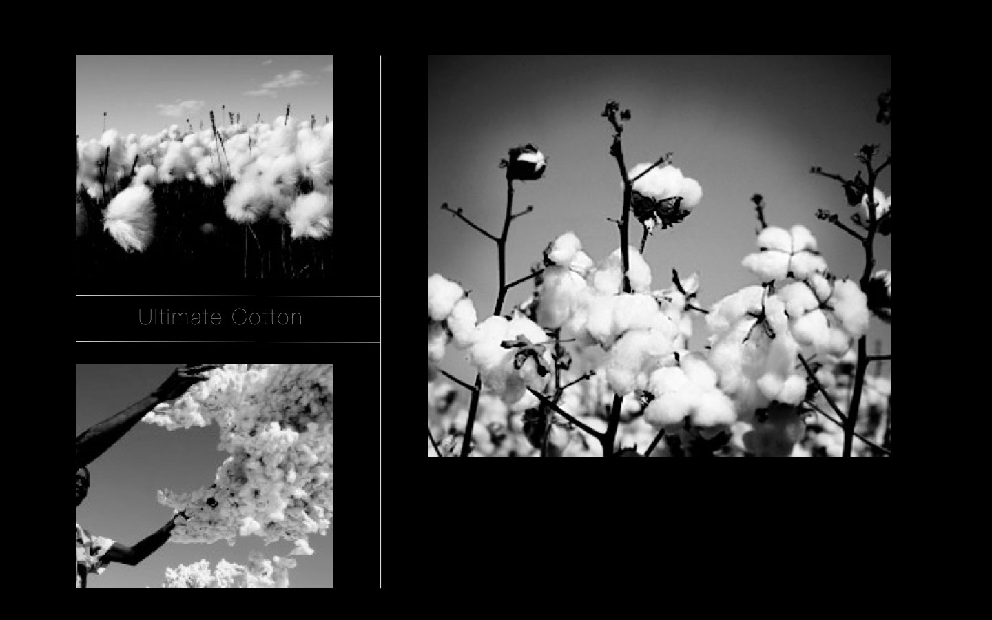 ultimate_cotton